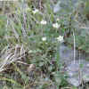 Parnassia palustris.jpg (30261 byte)